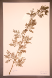 Artemisia annua RCPGdnHerbarium (247).JPG